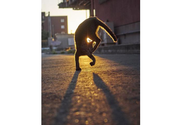Kucing Ternyata Bisa Menjadi Ninja